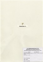 藏品(網結網葉藻)的圖片